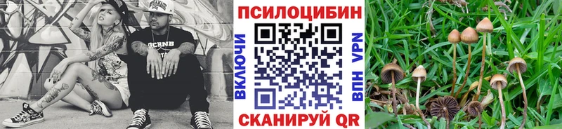 Купить  Пущино  Галлюциногенные грибы Psilocybe 